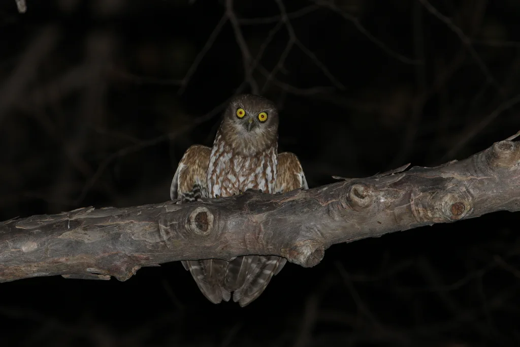 帝汶鹰鸮(Ninox fusca)