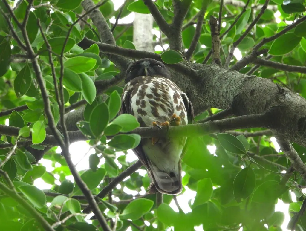 北鹰鸮(Ninox japonica)