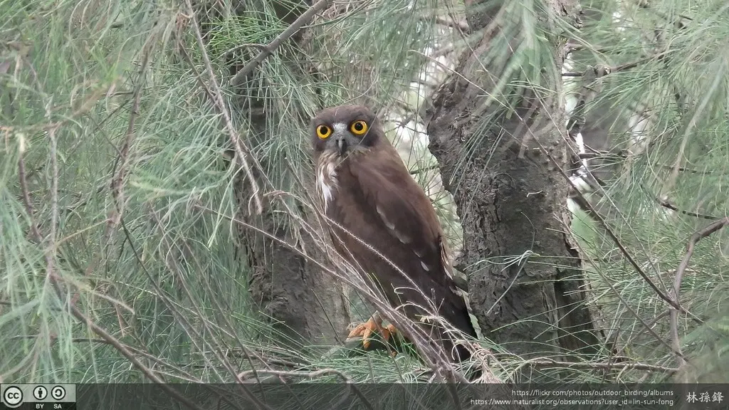 北鹰鸮(Ninox japonica)