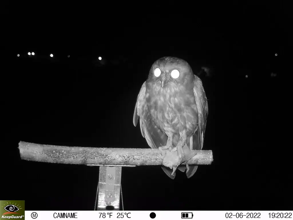 北鹰鸮(Ninox japonica)