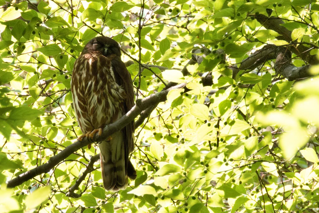 北鹰鸮(Ninox japonica)