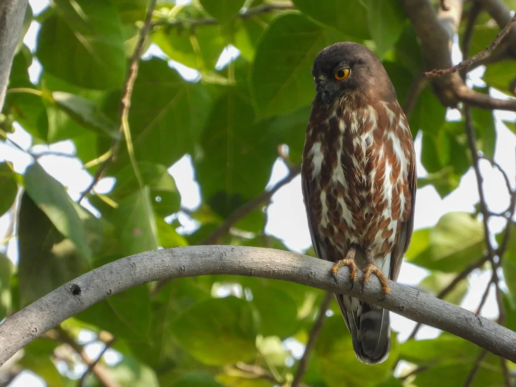 北鹰鸮(Ninox japonica)