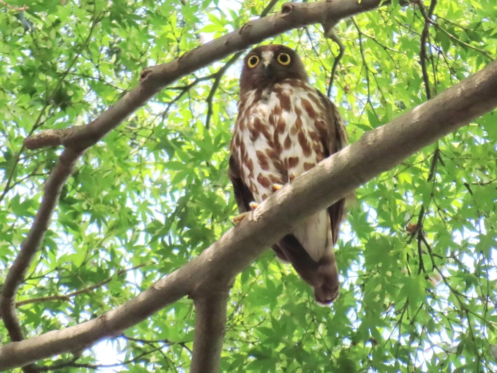 北鹰鸮(Ninox japonica)
