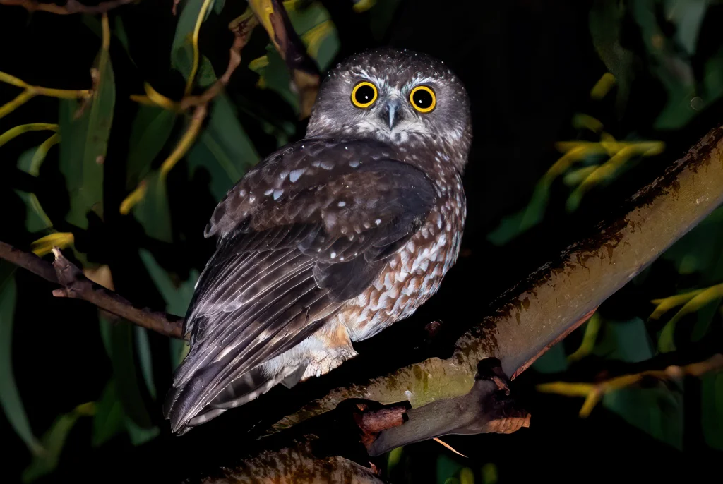塔岛鹰鸮(Ninox leucopsis)