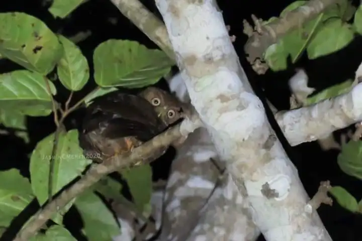 卡米金鹰鸮(Ninox leventisi)