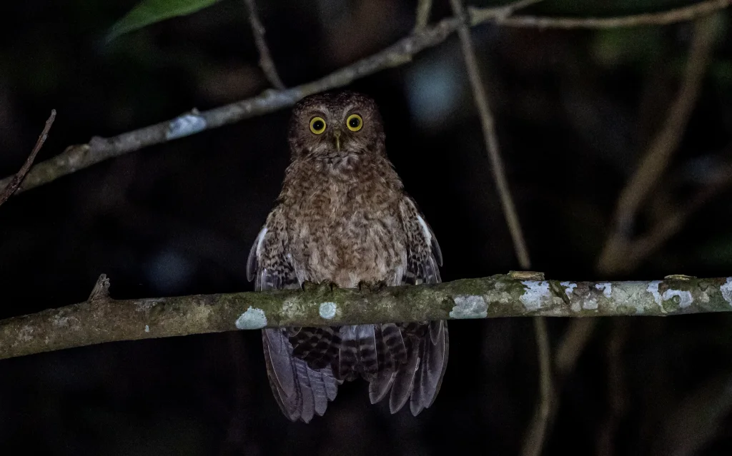 民岛鹰鸮(Ninox mindorensis)