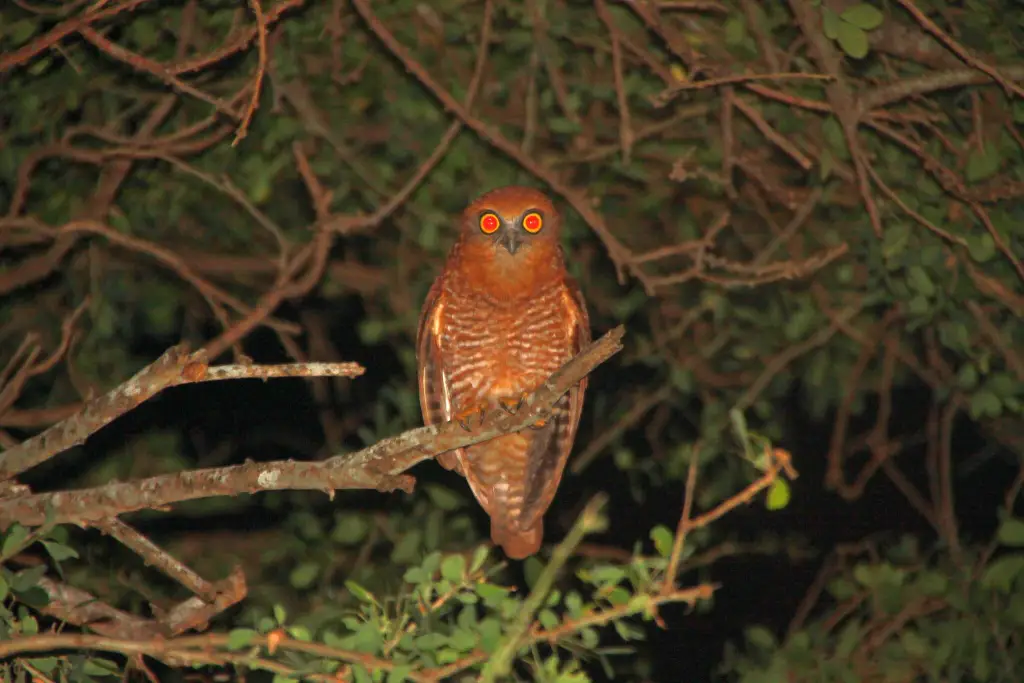 圣诞岛鹰鸮(Ninox natalis)