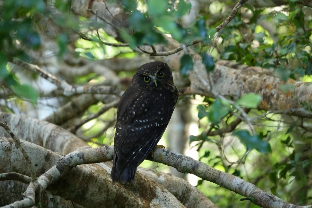 新西兰鹰鸮(Ninox novaeseelandiae)