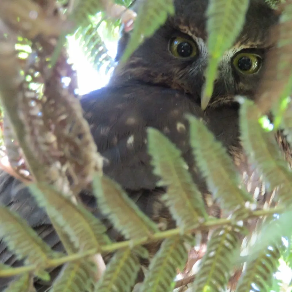 新西兰鹰鸮(Ninox novaeseelandiae)