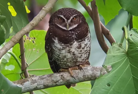 新不列颠鹰鸮