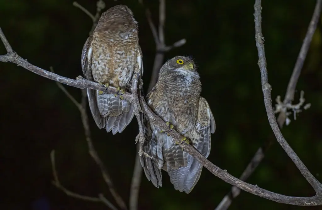 苏禄鹰鸮(Ninox reyi)