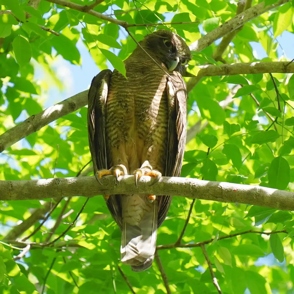 棕鹰鸮(Ninox rufa)