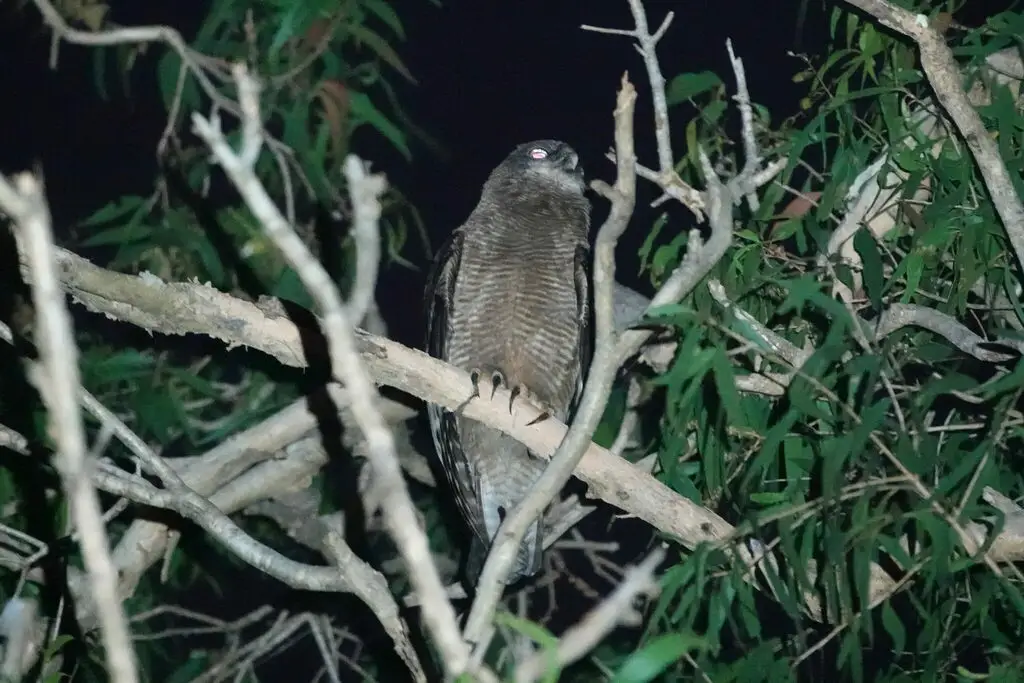 棕鹰鸮(Ninox rufa)