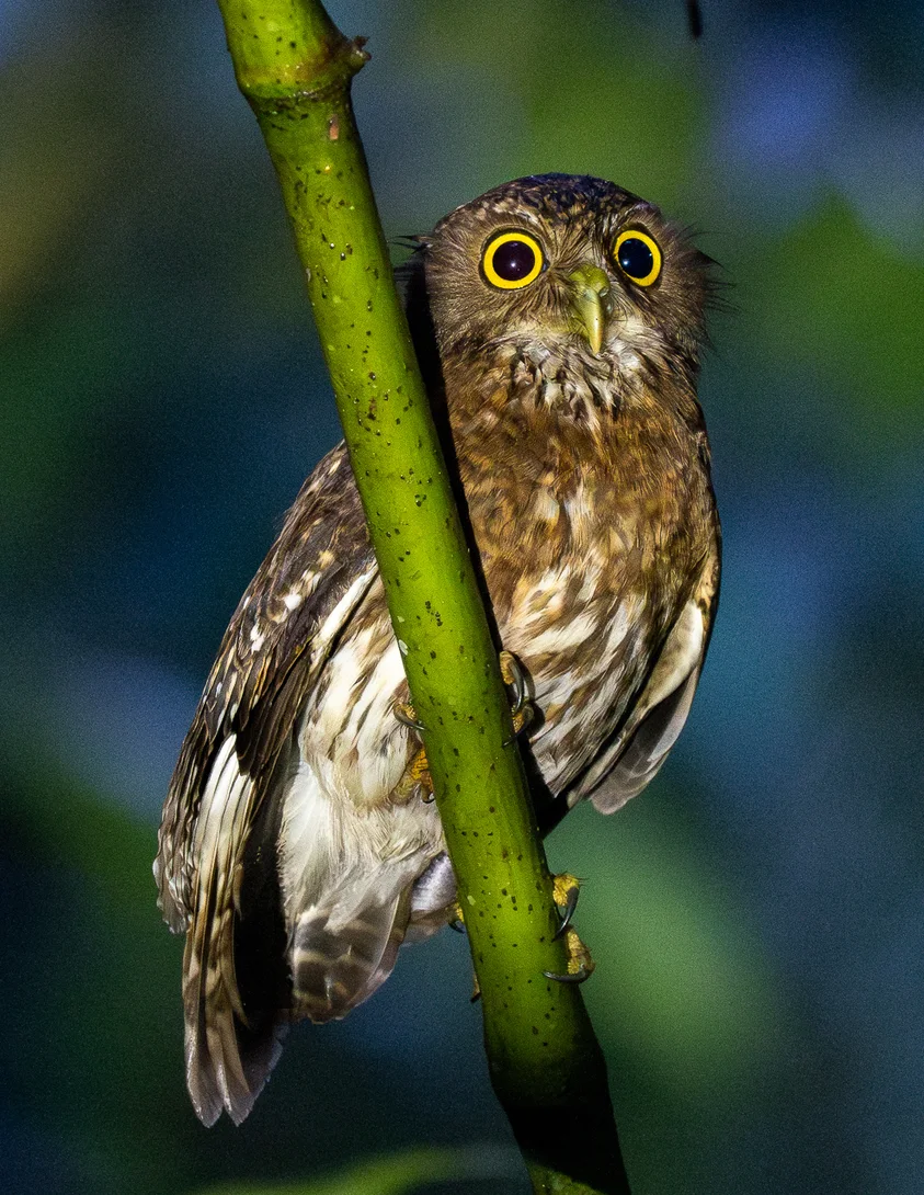 棉兰鹰鸮(Ninox spilocephala)