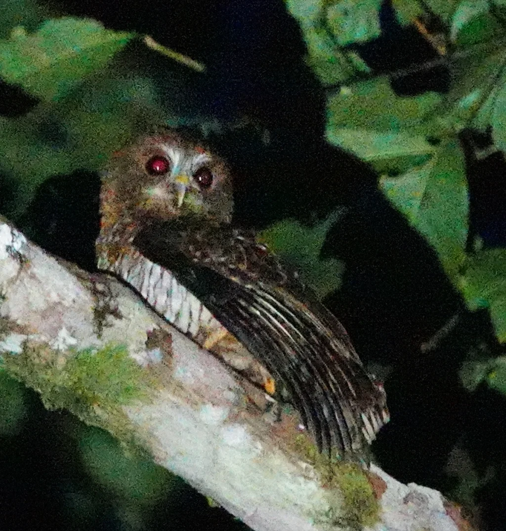 栗鹰鸮(Ninox squamipila)