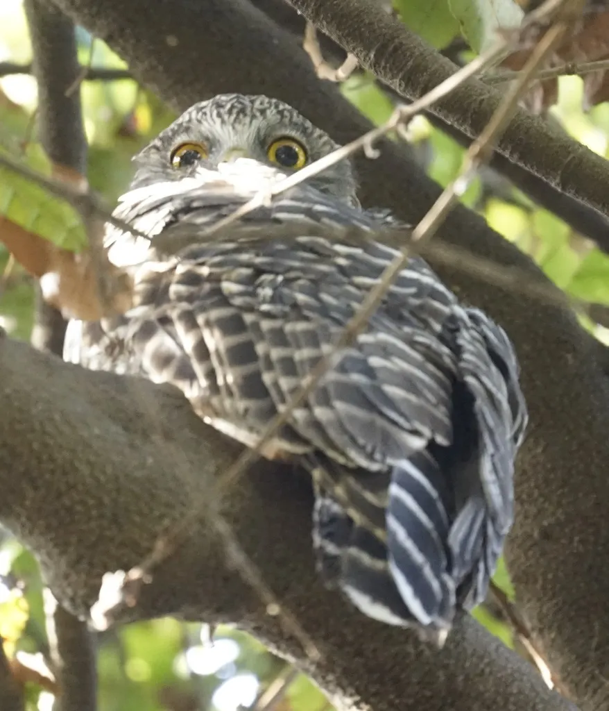 猛鹰鸮(Ninox strenua)