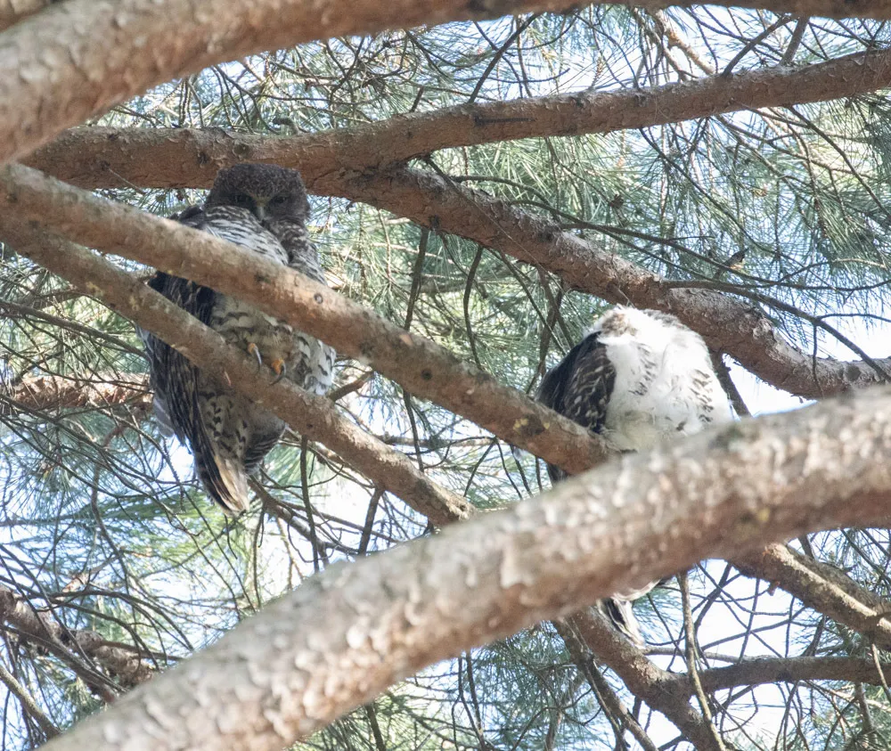 猛鹰鸮(Ninox strenua)