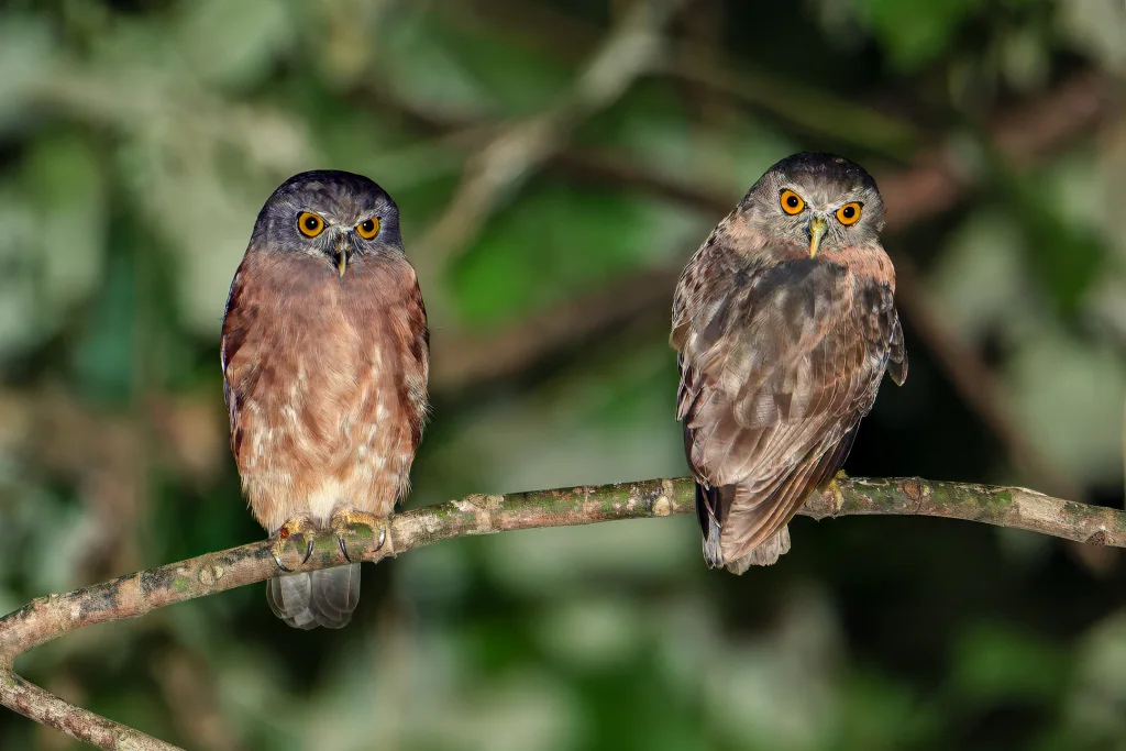 褐鹰鸮(Ninox theomacha)