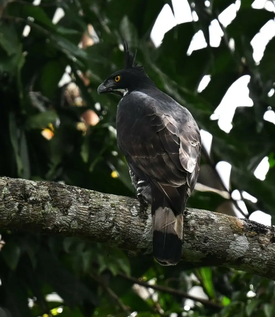马来鹰雕(Nisaetus alboniger)