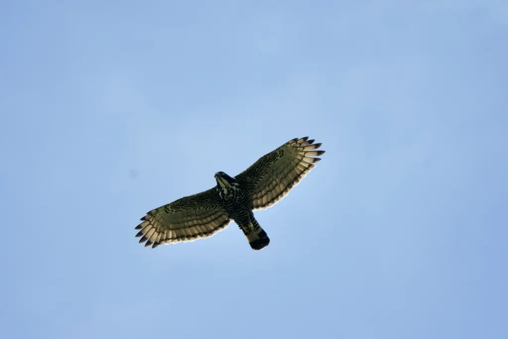 马来鹰雕(Nisaetus alboniger)
