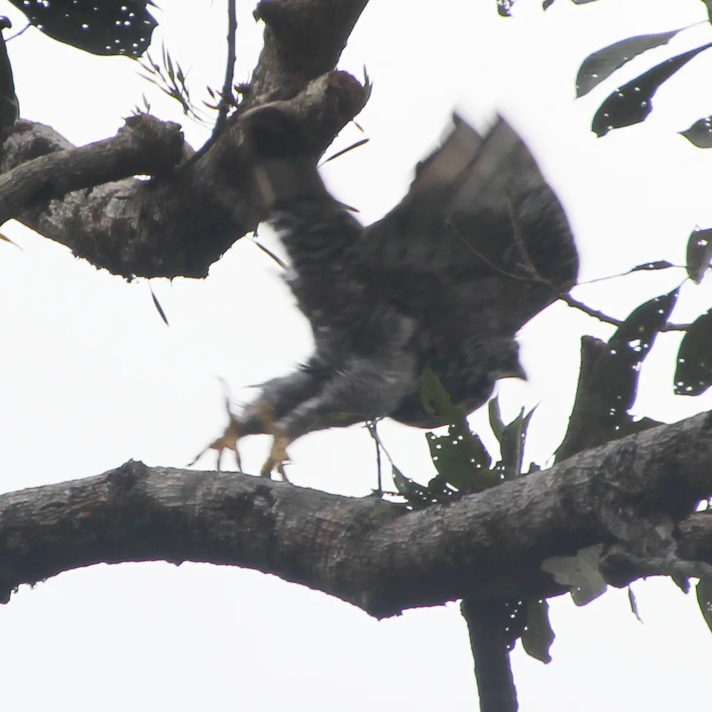 马来鹰雕(Nisaetus alboniger)