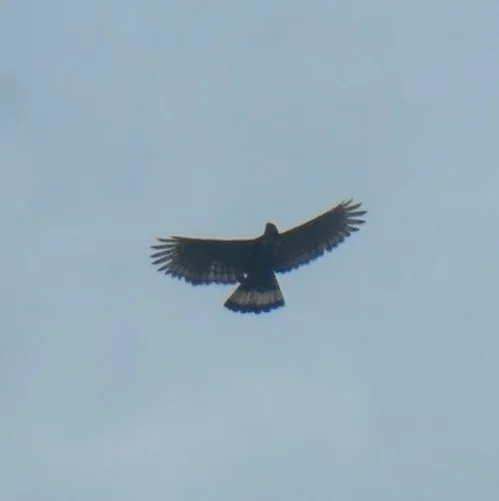 马来鹰雕(Nisaetus alboniger)