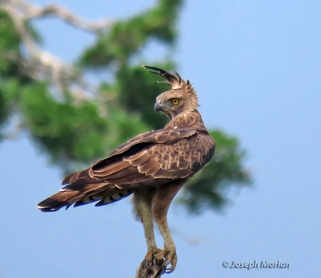 凤头鹰雕(Nisaetus cirrhatus)