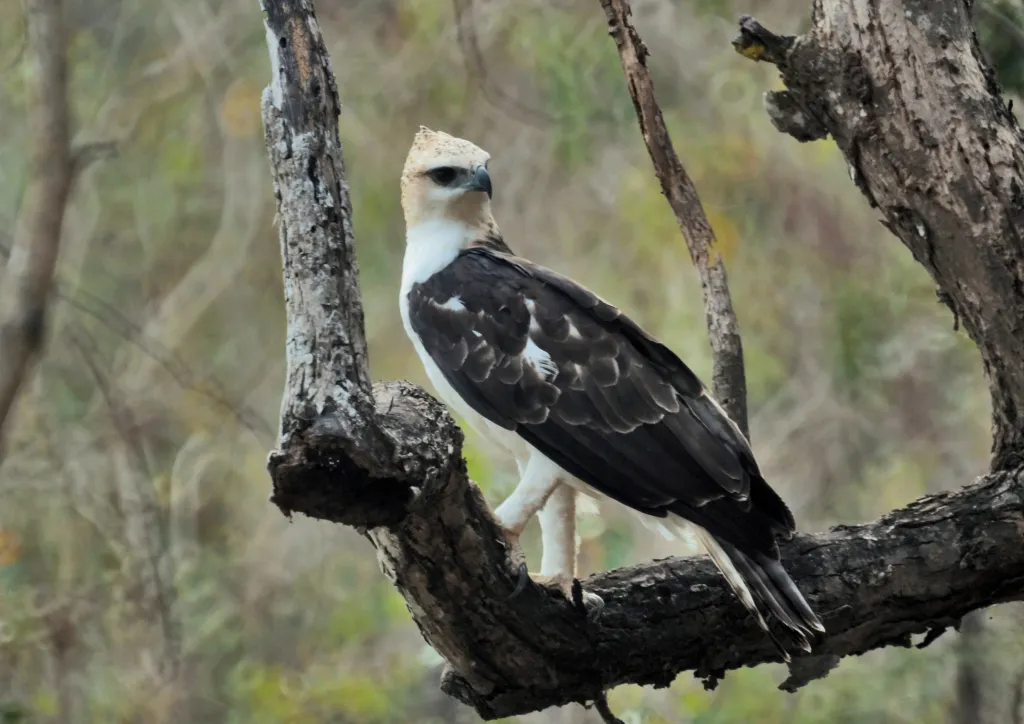 费氏鹰雕(Nisaetus floris)