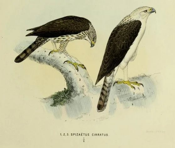 费氏鹰雕(Nisaetus floris)