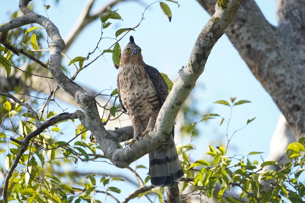 华氏鹰雕(Nisaetus nanus)