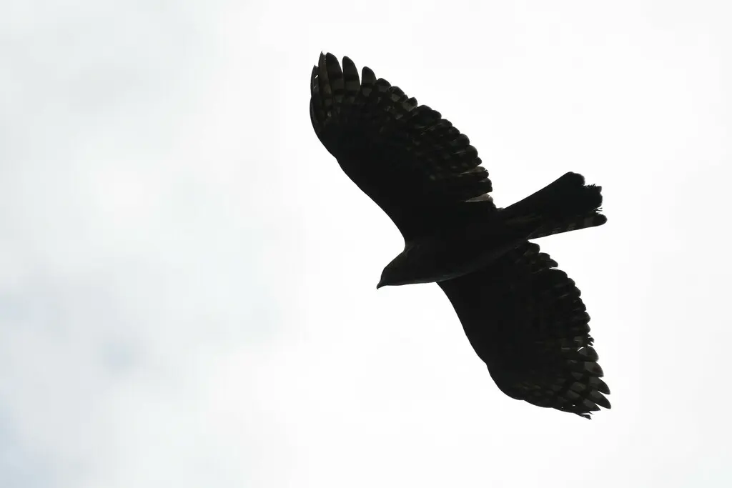 鹰雕(Nisaetus nipalensis)