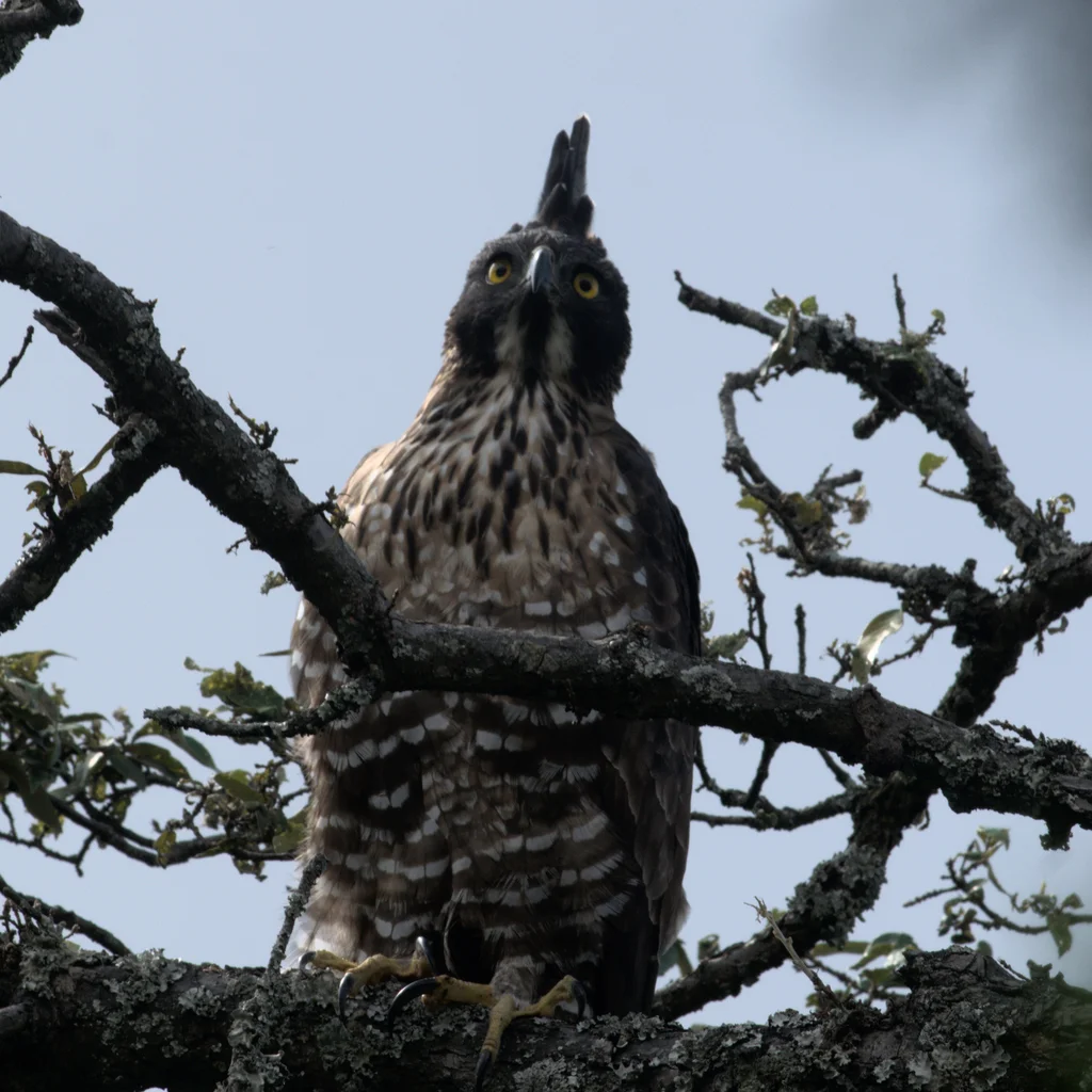 鹰雕(Nisaetus nipalensis)