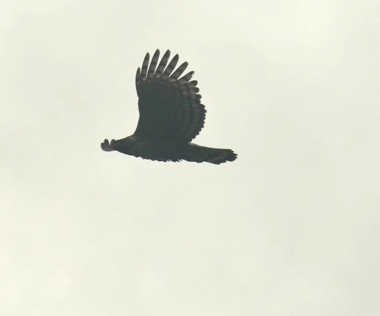 鹰雕(Nisaetus nipalensis)