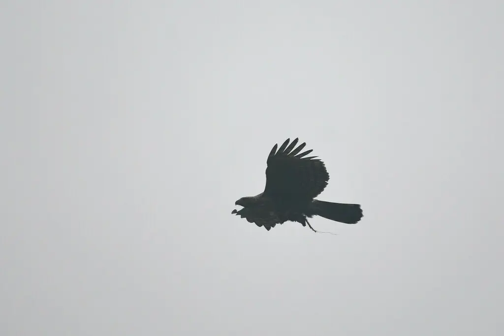 鹰雕(Nisaetus nipalensis)