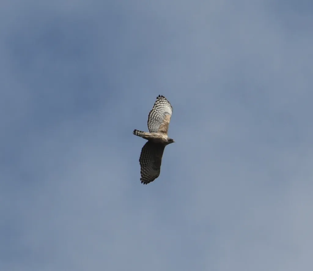 鹰雕(Nisaetus nipalensis)