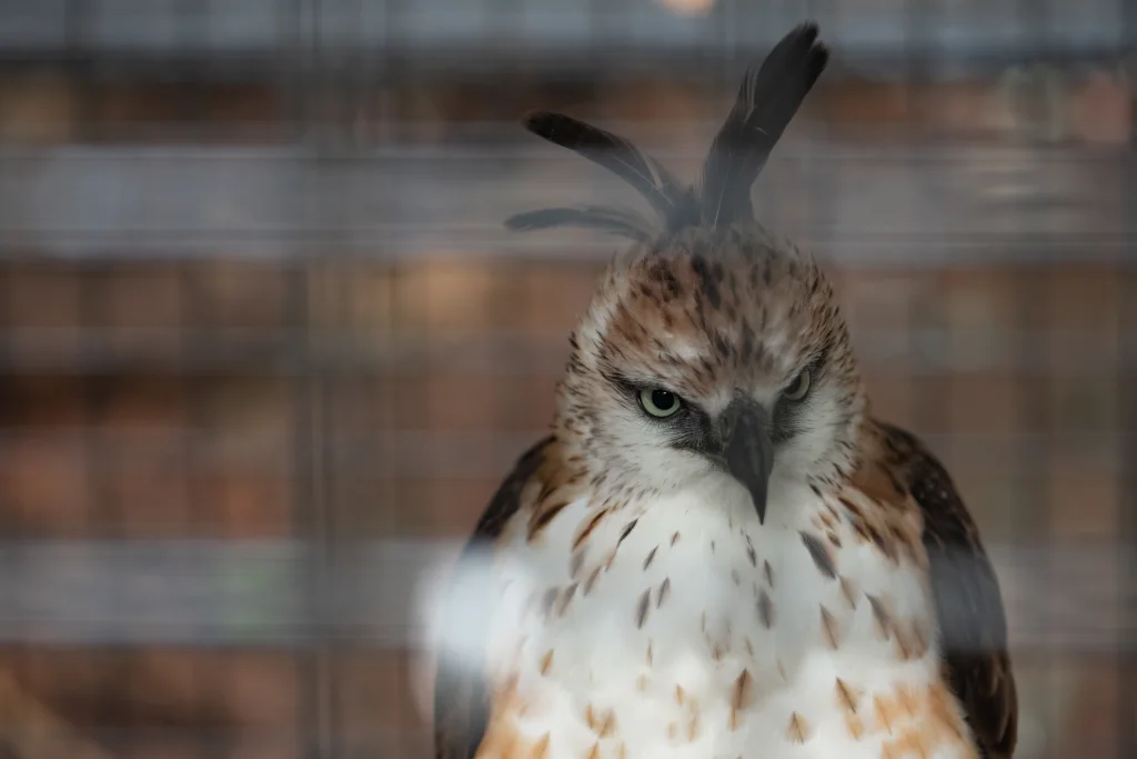 菲律宾鹰雕(Nisaetus philippensis)