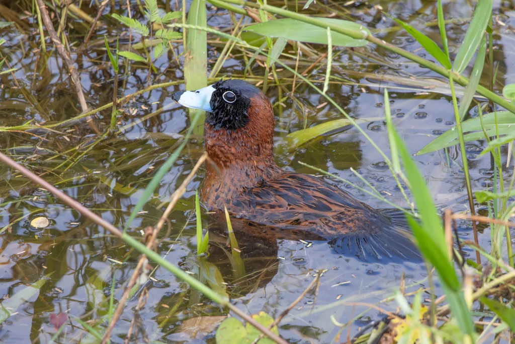 花脸硬尾鸭(Nomonyx dominicus)
