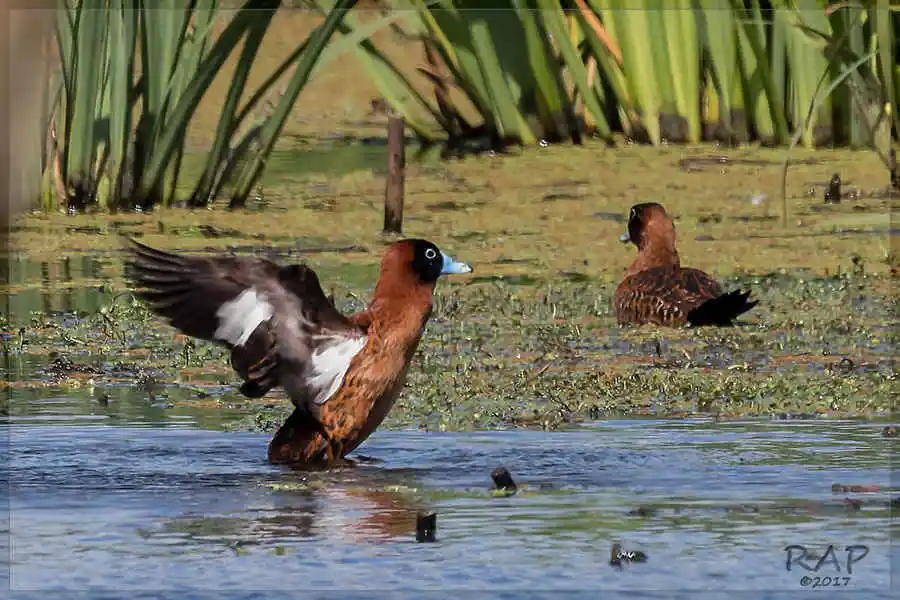 花脸硬尾鸭(Nomonyx dominicus)