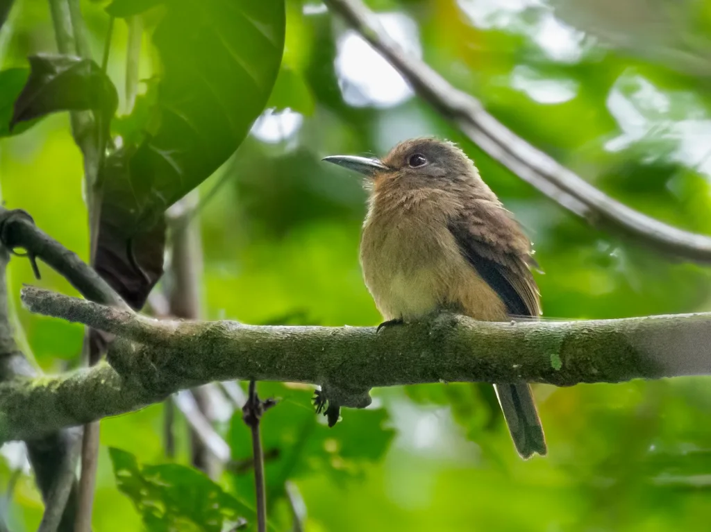褐颊小蓬头䴕(Nonnula sclateri)