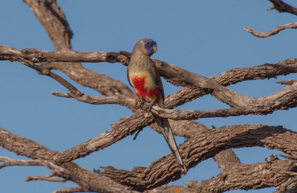 红腹蓝额鹦鹉(Northiella haematogaster)