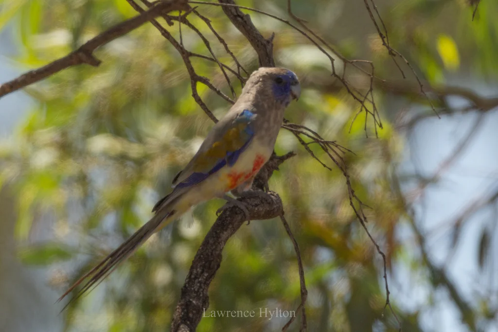 红腹蓝额鹦鹉(Northiella haematogaster)