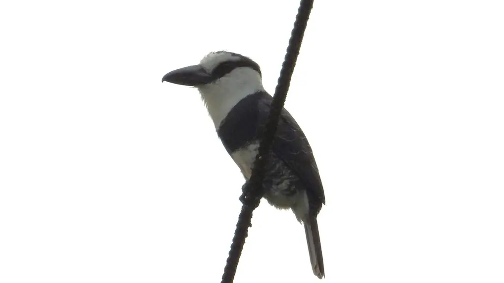 白颈蓬头䴕(Notharchus hyperrhynchus)