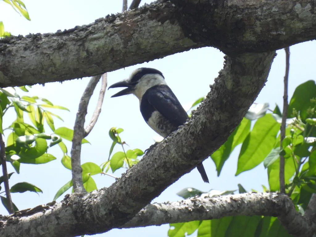 白颈蓬头䴕(Notharchus hyperrhynchus)