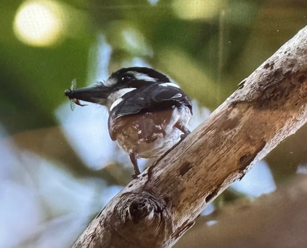 丽色蓬头䴕(Notharchus tectus)