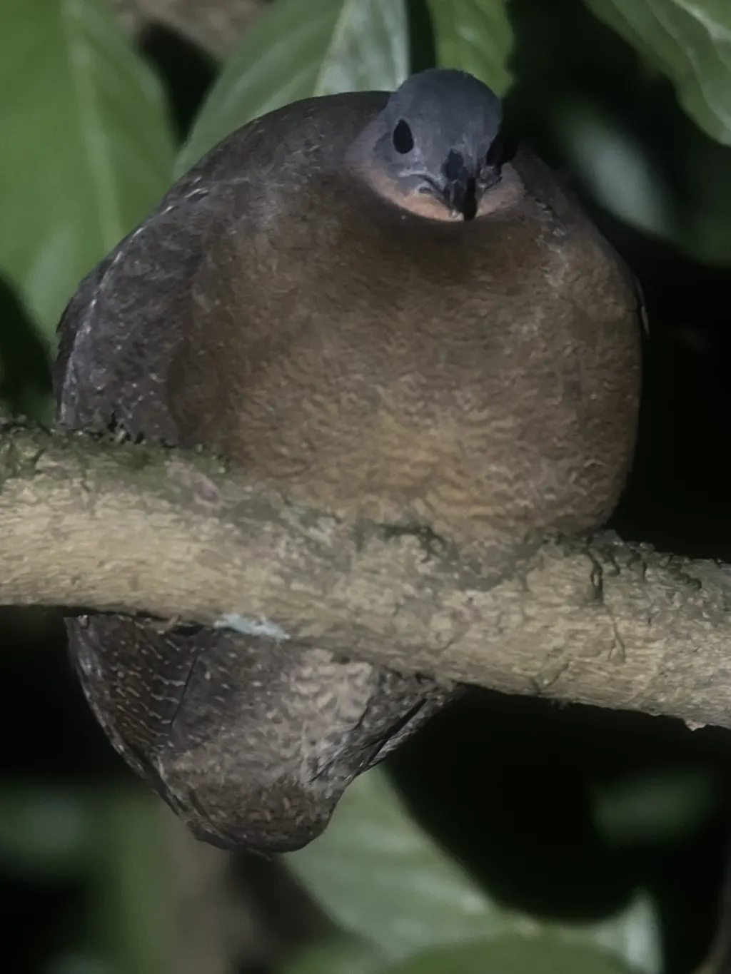 黑头林䳍(Nothocercus bonapartei)