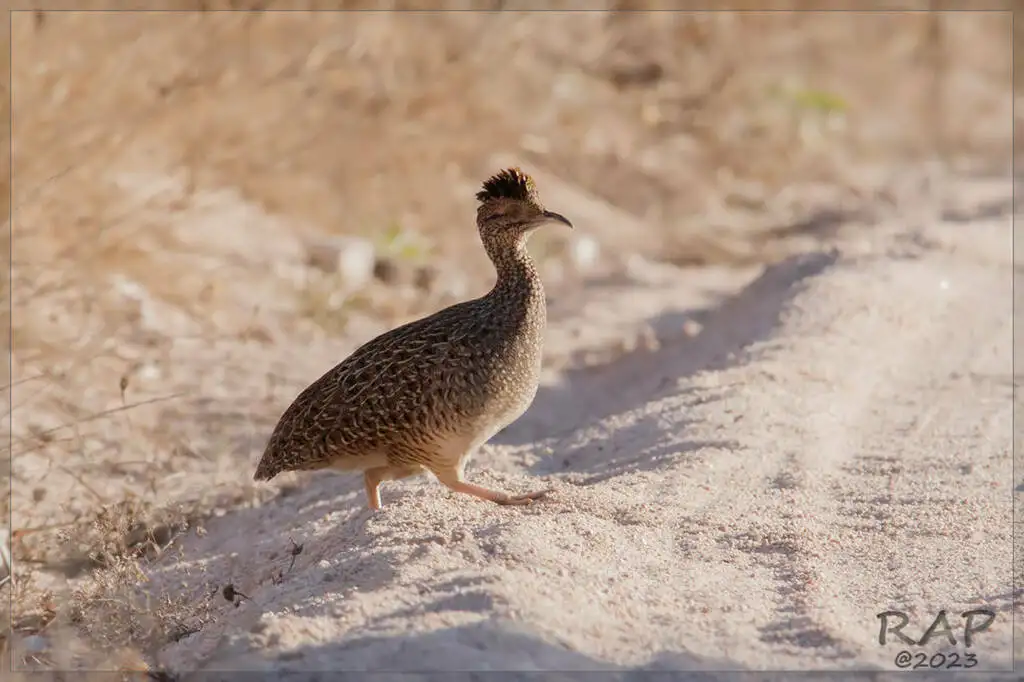 灰斑䳍(Nothoprocta cinerascens)
