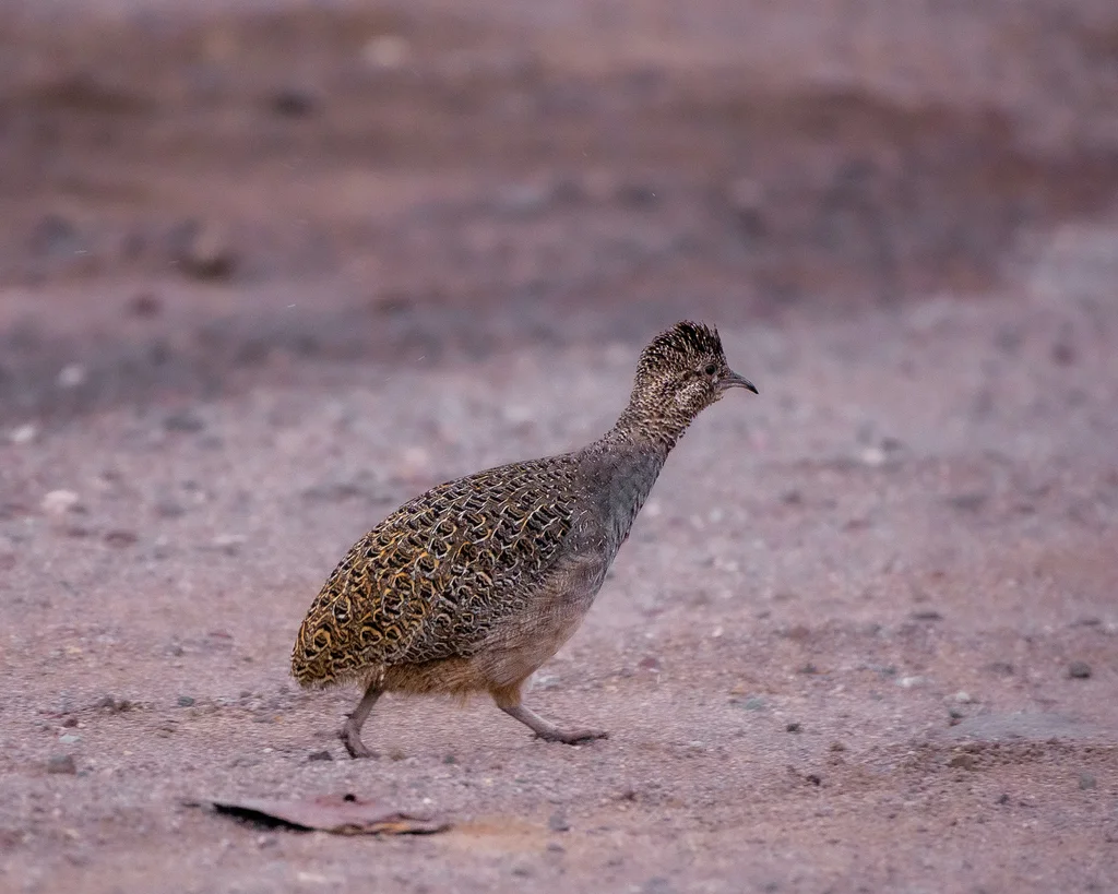 丽色斑䳍(Nothoprocta ornata)