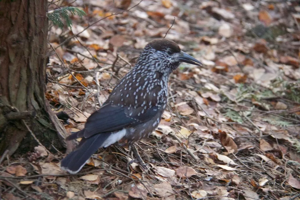 北星鸦(Nucifraga caryocatactes)
