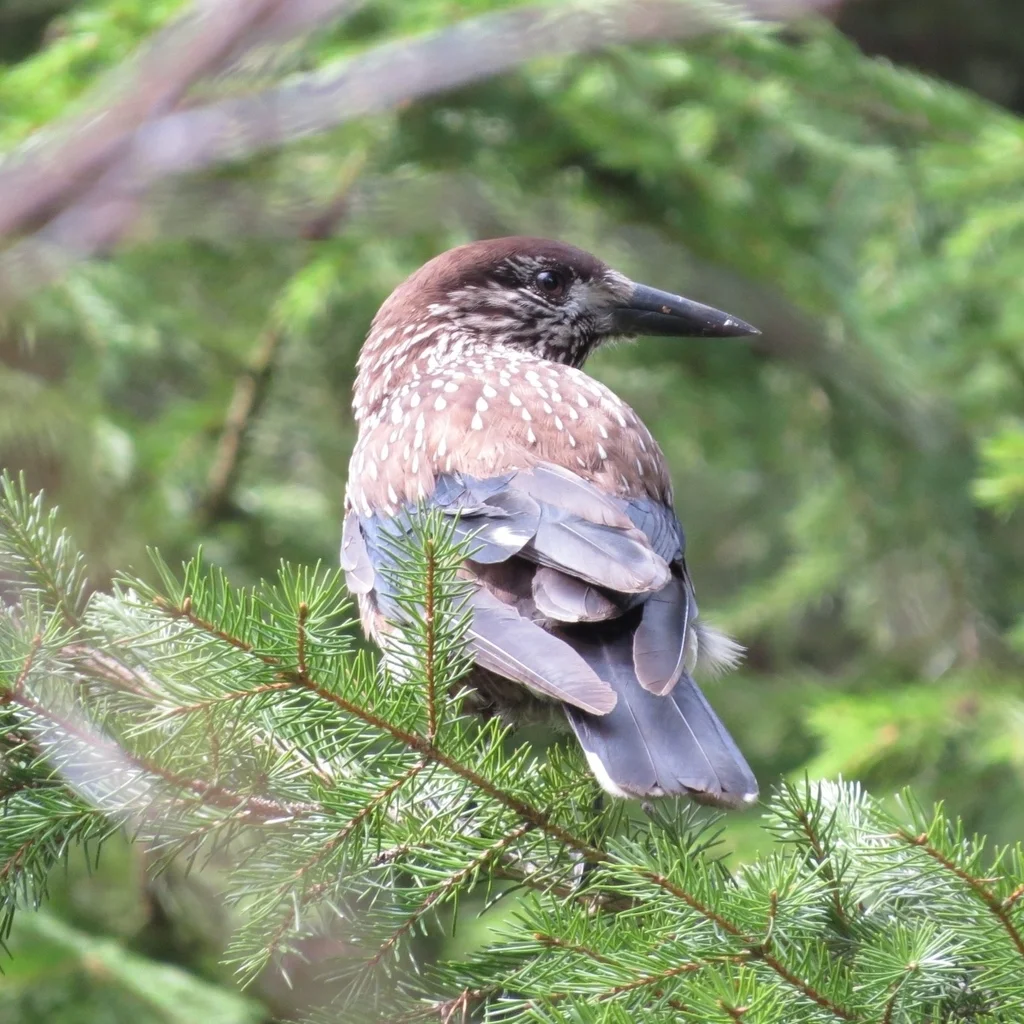 北星鸦(Nucifraga caryocatactes)
