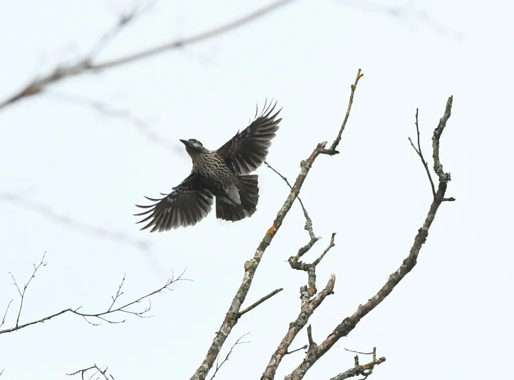 北星鸦(Nucifraga caryocatactes)